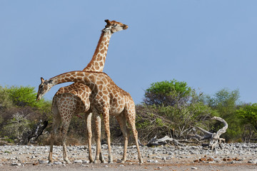 Two giraffes in the savannah