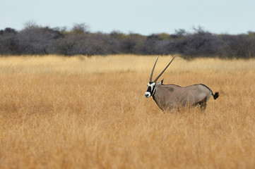 Gemsbok in the tall grass