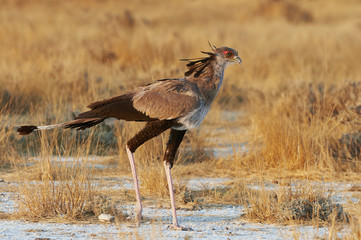 Secretary bird walking in the bush in search of prey