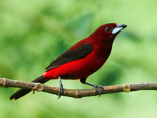 Crimson backed tanager, Ramphocelus d. dimidiatus