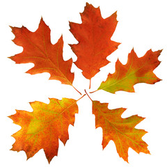 Oak Autumn leaves