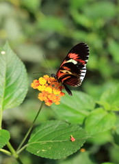 papillon butinant sur lantana