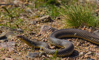 snake on a stone