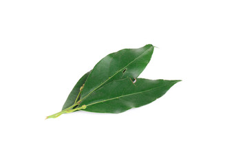 Obraz premium Green bay leaves.