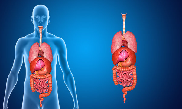 Organs