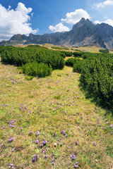 Naklejka na ściany i meble Beautiful meadow with high peaks in background