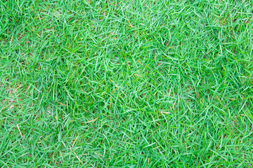 Green Grass Wallpaper