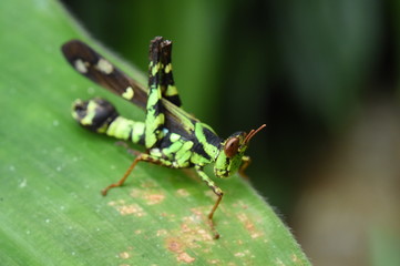 green grasshopper on leaf