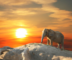Elephant at sunset