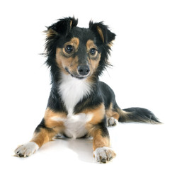 .Mixed-Breed dog