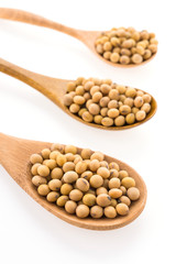 Soybean isolated on white background