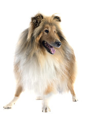 rough collie
