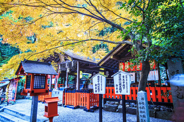 Red maple trees in a japanese garden