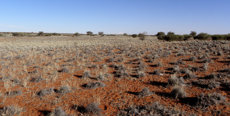 Kalahari Desert