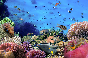 Naklejka na ściany i meble Photo of a coral colony