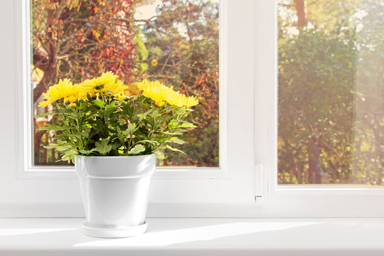 flowerpot with yellow chrysanthemum on window sill