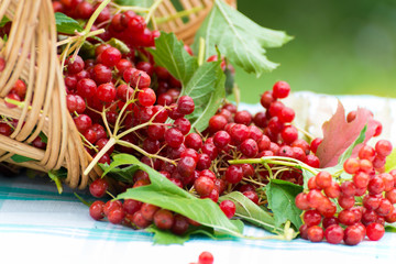 Red berries of a viburnum in basket