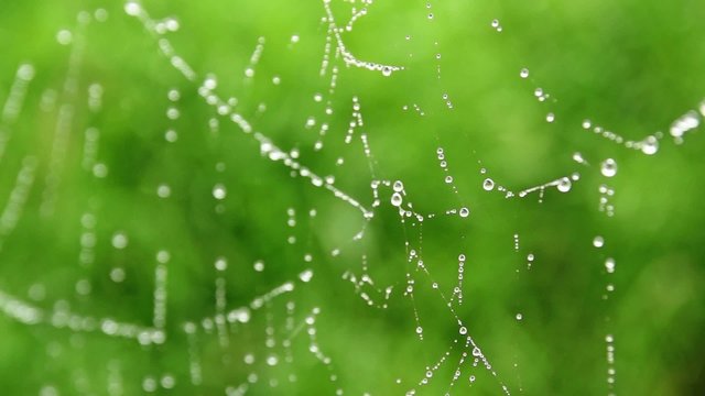 close up of water drops on spider web