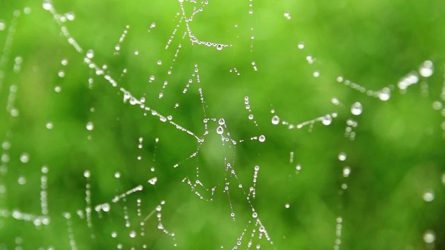 close up of water drops on spider web