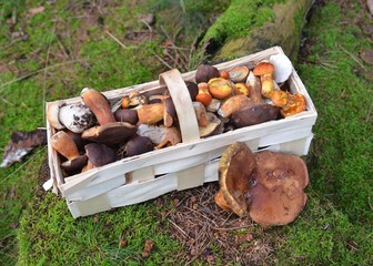 Pilze suchen - Pilzkorb