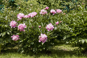 Obraz premium Pink peony.