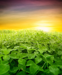 green clover field