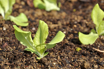 Young plants of lettuce in spring.