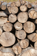 Fototapeta premium Background of firewood stacked in the woodpile