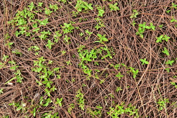 Detail of nature in pine forest,Thailand