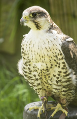 Hawk