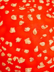 macro photography of red amanita mushroom