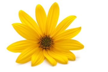 Obraz premium Yellow Flower