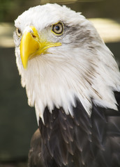 Bald eagle