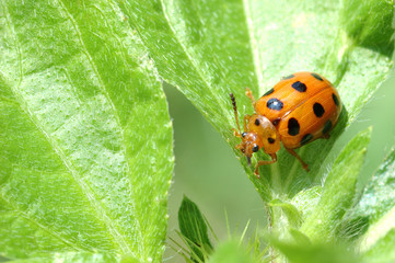ladybug on a green leaf macro