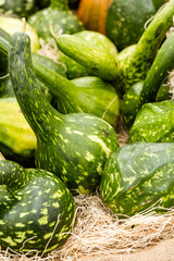 Gourds