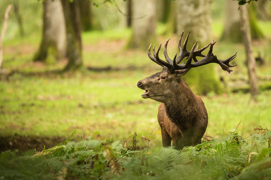 cerf brame foret