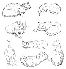 Cats, set of vector sketches