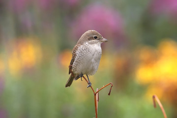 Small bird on little lilies branch