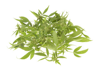 Compromised wild hemp isolated on white background