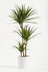 Yucca plant potted in a container - obrazy, fototapety, plakaty