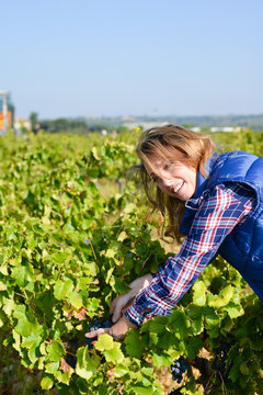 cheerful young woman harvesting grapes in vineyard