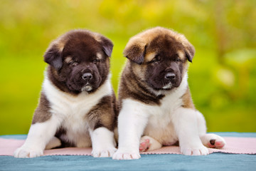 two adorable american akita puppies