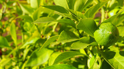 Gartenarbeit