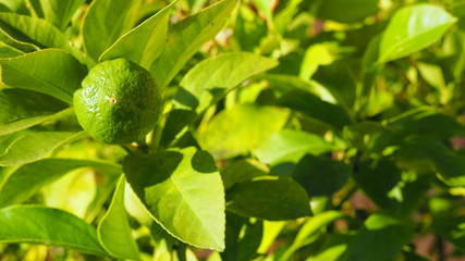 Gartenarbeit