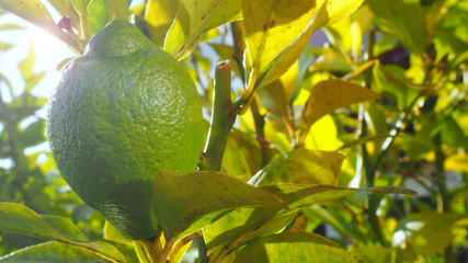 Gartenarbeit