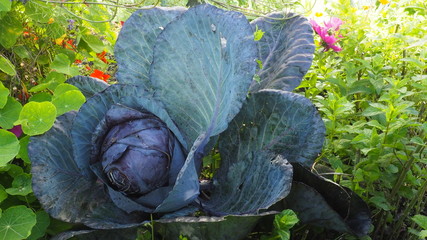 Gartenarbeit
