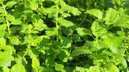 Gartenarbeit
