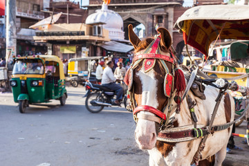 Reiten Sie den Pferdewagen auf dem Sadar-Markt, Indien.