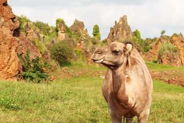 Close-up camelus dromedarius