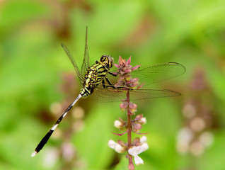 Dragonfly with beautiful wing